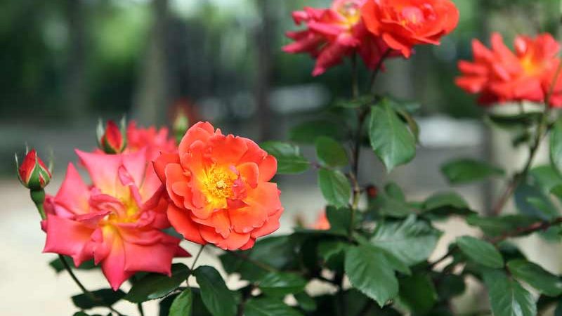 Rosas de color anaranjado