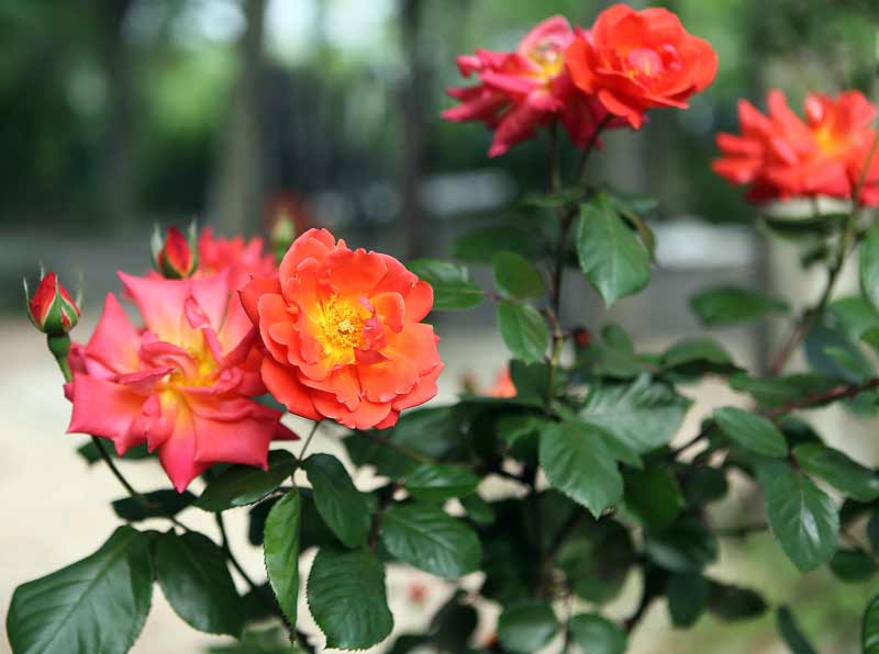 Rosas de color anaranjado