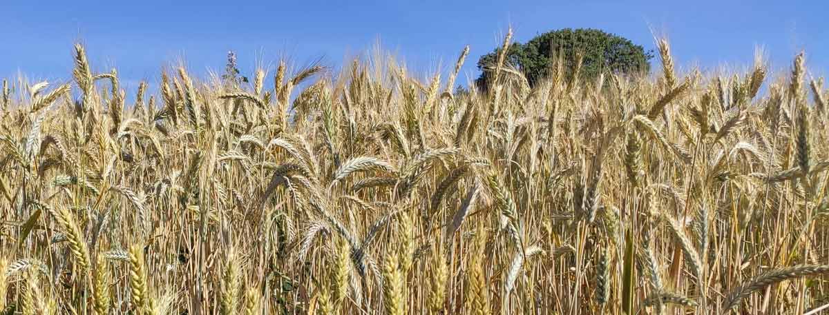 Campo de trigo