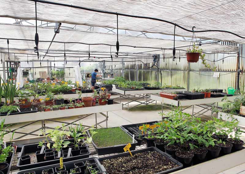 Interior de invernadero