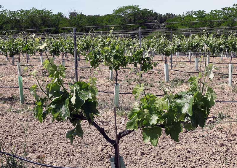 Viñedo de la Escuela de la Vid