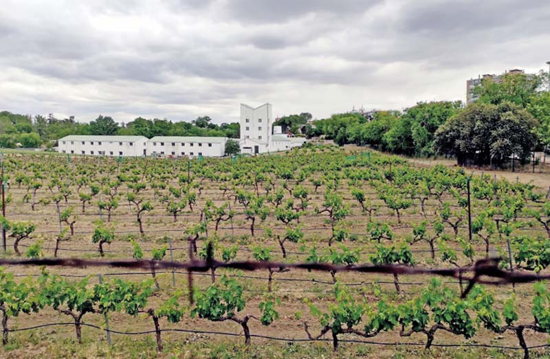 Viñedo de la Escuela de la Vid